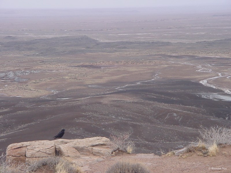 Petrified Forest National Park - Petrified Forest 1-05 398
